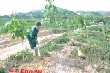 Cao su Nghệ An trồng mới 800 ha trong năm 2016